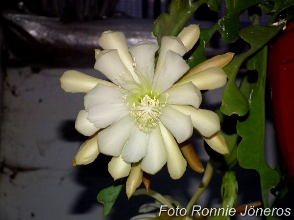 epiphyllum crenatium